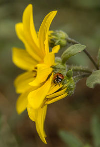 Close-up of bee on yellow flower