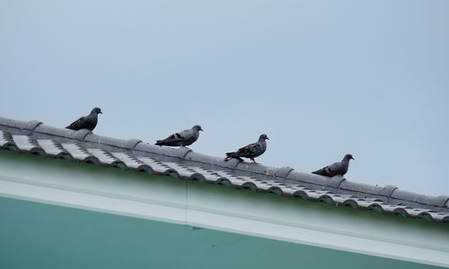 Birds perching on roof