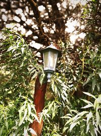 Close-up of plant against trees