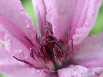 Close-up of pink rose flower