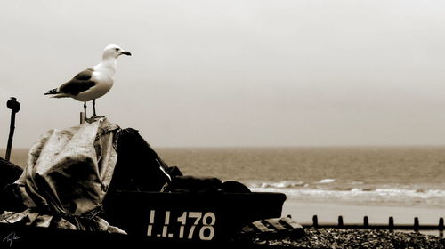 Seagull perching on beach against sky