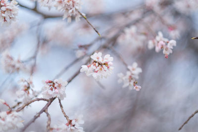 Close-up of cherry blossoms in spring