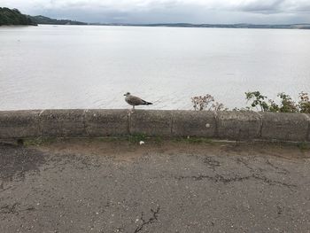 Birds perching on sea shore against sky