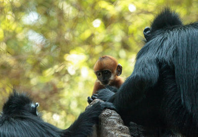 Low angle view of monkey family