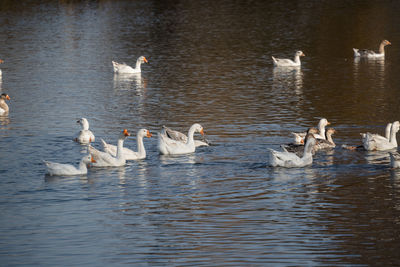 Swans swimming in lake