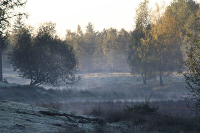 Scenic view of forest against sky