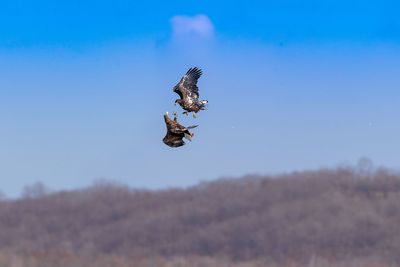 Birds fighting while flying in sky