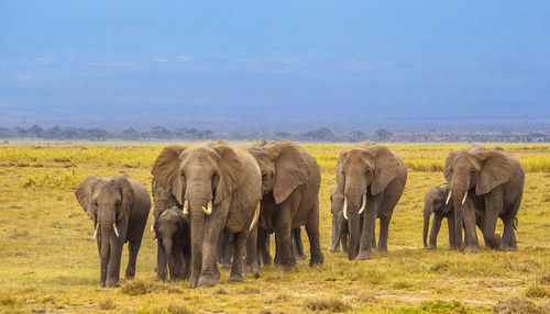 Wild animal walking in a field