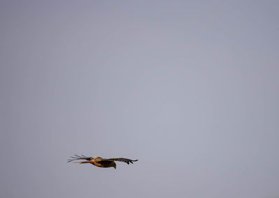 Bird flying against clear sky