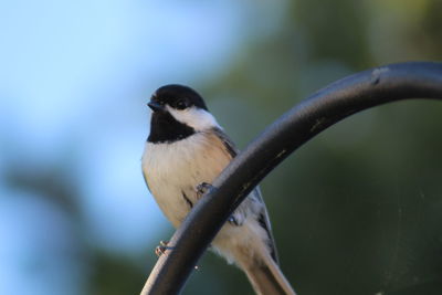 Close-up of bird perching outdoors