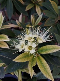 Close-up of white flowering plant