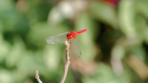 Close-up of insect on plant