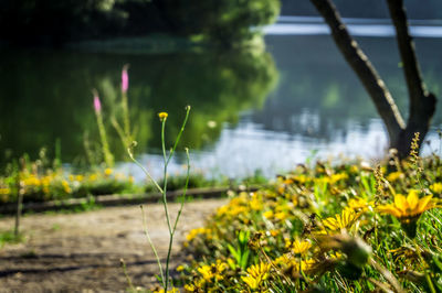 Close-up of yellow flowers