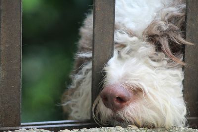 Close-up of lap dog by railings