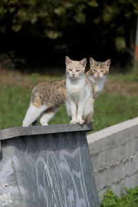 Portrait of cat sitting on retaining wall
