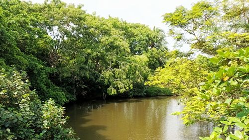 Scenic view of river amidst trees in forest