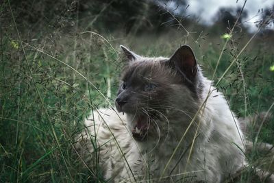 Cat looking away on field