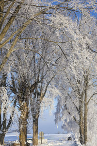 Low angle view of trees against sky during winter