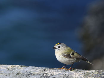 Close-up of bird perching on a rock