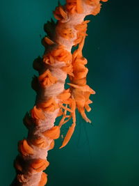 Close-up of jellyfish against blue background