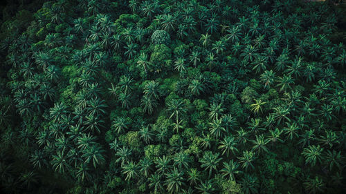 Full frame shot of plants growing on field