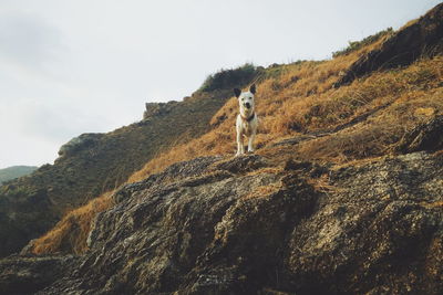 Low angle view of dog standing on rocks at cliff against sky