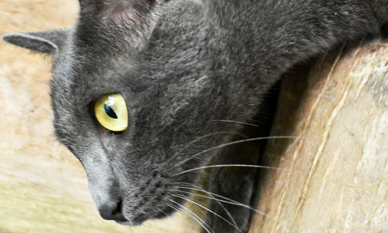 CLOSE-UP PORTRAIT OF CAT