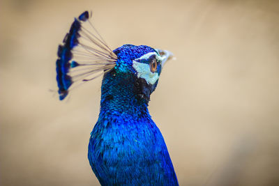 Close-up of peacock