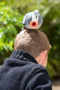 Rear view of person with a bleeding heart dove on their head 
