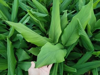 Close-up of hand holding leaves