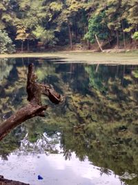 Scenic view of lake in forest