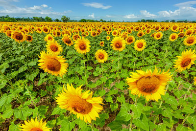 Close-up of sunflower field