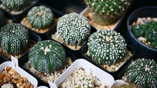 Full frame shot of plants