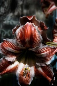 Close-up of red flowering plant