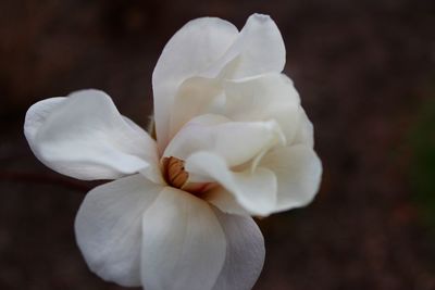 Close-up of white flowers blooming outdoors