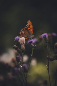 Close-up of butterfly on purple flowering plant