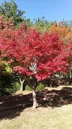 Pink cherry blossoms in park during autumn