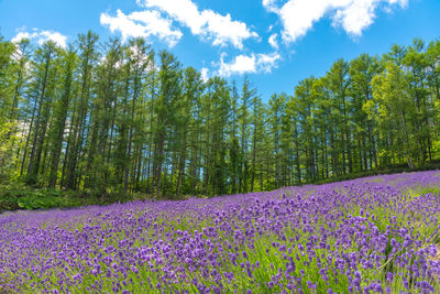 Scenic view of flowering trees on field against sky