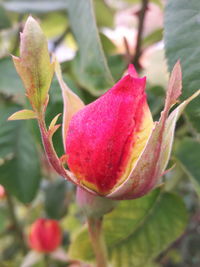 Close-up of pink rose