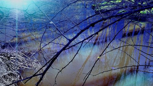 Low angle view of bare trees against blue sky