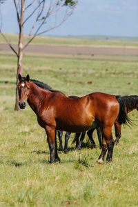 Horse standing in a field