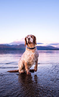 Dog looking at sea against sky