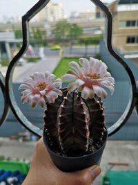 Close-up of hand holding flowering plant