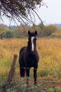 Portrait of horse standing on field