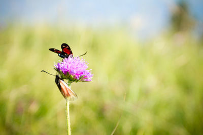 Close-up of butterfly pollinating on purple flower