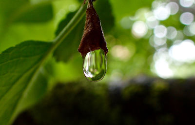 Close-up of water drop on grass