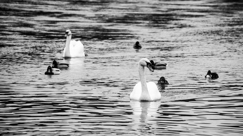 Swans swimming in lake