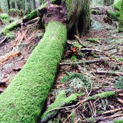 Moss growing on tree trunk