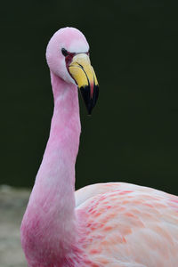 Close up portrait of a james's flamingo by the waters edge 