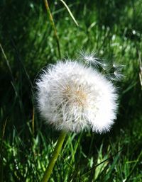 Close-up of dandelion on field